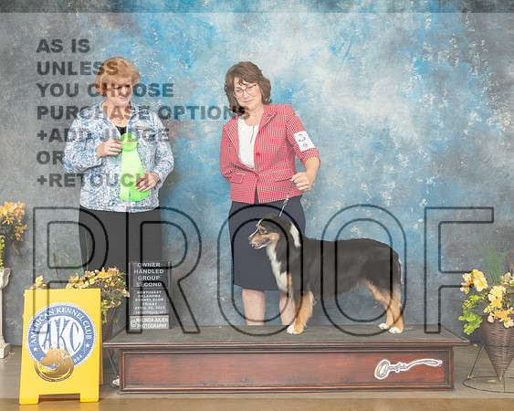 Miniature American Shepherd #14 Fri G2 Judge Betty Pollock-MMJ_9701-NWARK2022-HR3