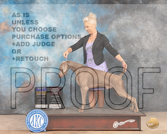Weimaraner #9 BOBOHBOB -MMJ_4780-Abilene2022-HR3