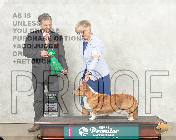 Cardigan Welsh Corgi #369 Sun G3 Judge Antonio Raposo__MJ_9367_Premier_2022_HR3