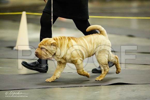 _JJ_5704-BeltonJan2015IABCA-HR3