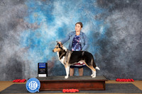 Collie Smooth #5 Sun G1 Judge Beth Dowey