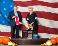 Chihuahuas Long Coat #10 Sat Gentile Bob Judge Mr Richard H Mullen
