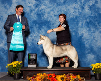 Siberian Huskies #14 Sun OH BiS Bailey Kevin E Laurie Judge Mr James Fehring