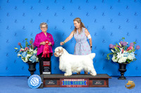 Clumber Spaniel #5 SAT G2 Judge Sandra Lex
