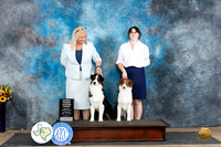 Australian Shepherd #7 #6 Sat