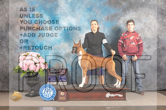 Boxer #55 FRI WD BOW BOBOH NCH Major Judge Karen McFarlane_MJ_4909_Houston_2022_HR3