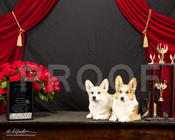 _ST_3392-HstnCorgiBeb2015-HR3