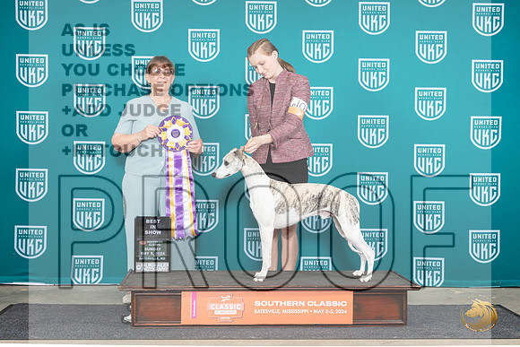 Whippet #610 Sun BIS Judge Nancy Eilks__JP_6726_BatesvilleMS_2024_HR3
