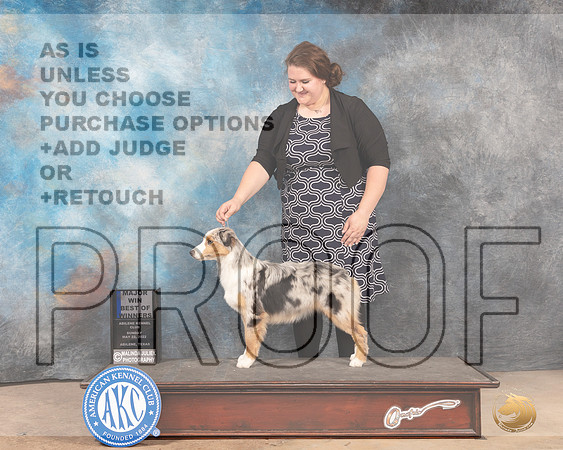 Miniature American Shepherd #22 Judge BOWM Judge Joan Liebes-MMJ_5067-Abilene2022-HR3