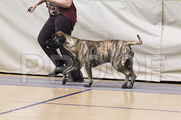 Bullmastiff-0316LR