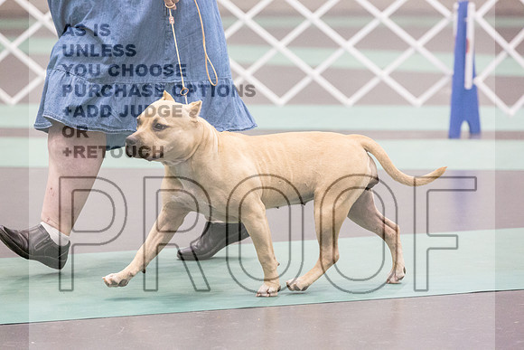 American Pit Bull Terrier Rings Fri Ring 1_JJL_6965_UKCLNGVIEWOCT2024_2024_HR3