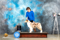 Australian Shepherd #12 Thurs OHRBIS Judge Debra Thornton r