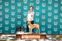 American Pitbull Terrier #323 Reserve TD Judge Matt Proctor