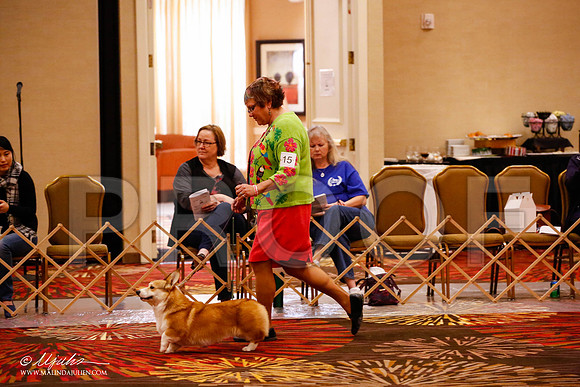 _JJ_9655-HstnCorgiFeb2015-HR3