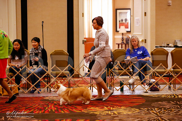 _JJ_9660-HstnCorgiFeb2015-HR3