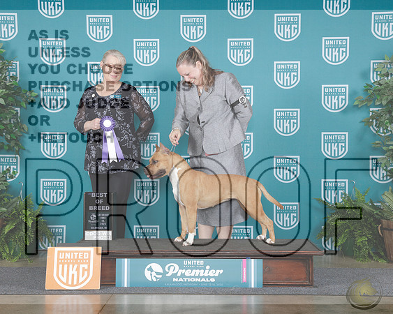 American Pitbull Terrier #1319 Sat BOB Judge Terri Rein_WP_7354-UKC Premier 2025-HR3