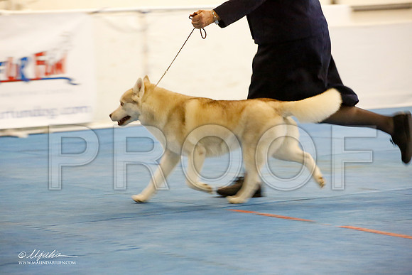 _M3_1205-AddisonHuskyMar2015-HR3