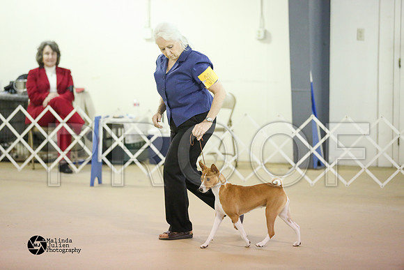 Basenji-0376-HtoJan2014-HR3