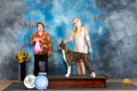 Boxer #8 Sun OHG1 Judge Sandra Walker