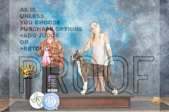 Boxer #8 Sun OHG1 Judge Sandra Walker__JP_0073_Abilene_2024_HR3