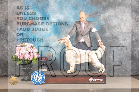 English Setter #8 WED BOP Judge Barbara Alderman_MJ_4865_Houston_2022_HR3