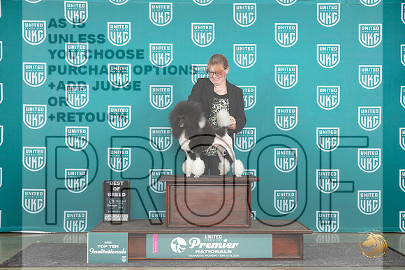Poodle MC #1160 Thur T10BOB Judge Sharon Griffin__JP_1089_Premier_2024_HR3