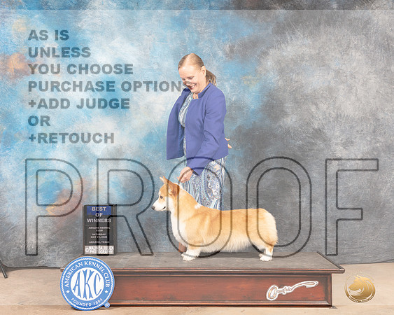 Pembroke Welsch Corgi #7 Sun BOW Judge Pat Trotter-MMJ_4691-Abilene2022-HR3