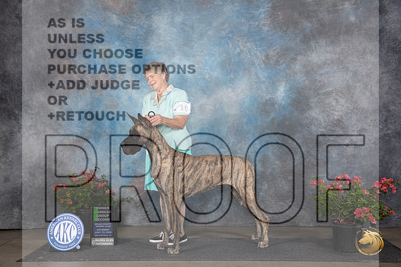 Great Dane #10 Sat OHG2 Judge Karen McFarlane __JP_5342_San Antonio_2024_HR3