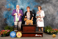 Norwich Terrier #6 Sat BISweeps Judge Rick Fowler