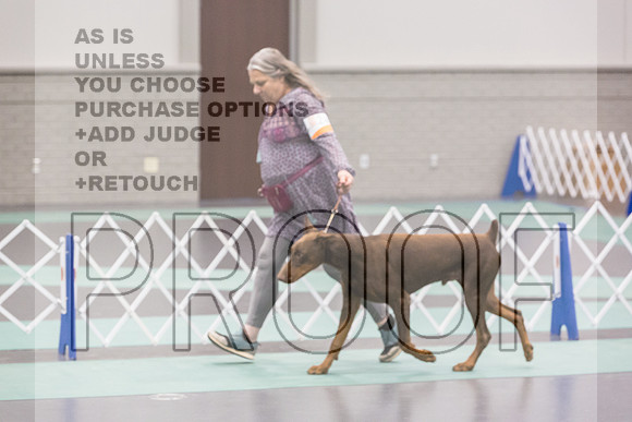 Doberman Pinscher Rings Sat_JJL_8134_UKCLNGVIEWOCT2024_2024_HR3