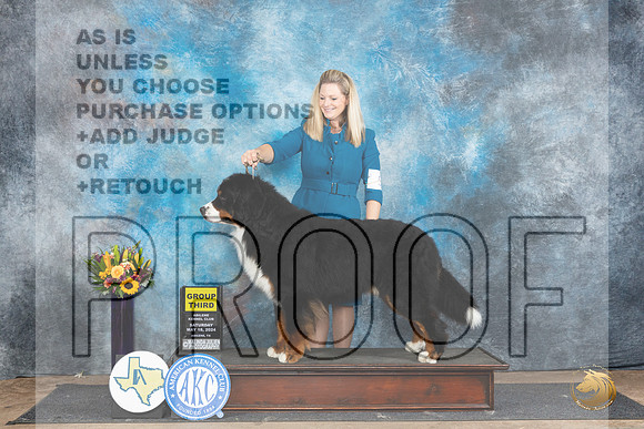 Bernese Mountain Dog #5 Sat G3 Judge Edy Dykstra-Blum__JP_0074_Abilene_2024_HR3