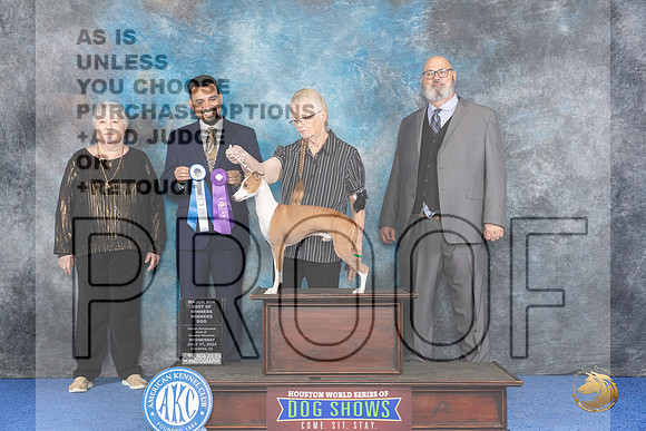 Italian Greyhound #39 WD BOW M Judge Joao Machado__JP_6656_Houston_2024_HR3