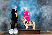 Australian Shepherd #18 Fri BOBOHBOB Judge Larry Abbott
