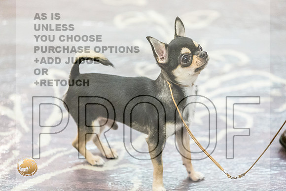 Chihuahua Smooth Coat #7 Fri2JJL_4080_HstnTOY_2022_HR3