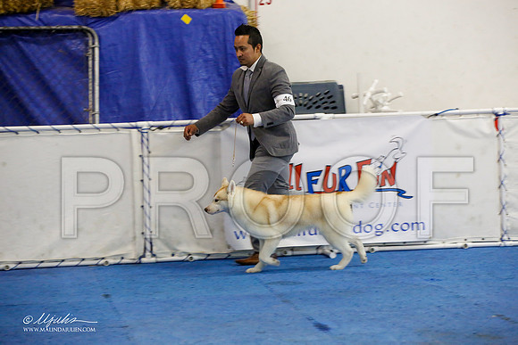 _M3_0839-AddisonHuskyMar2015-HR3