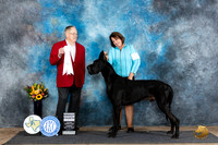 Great Dane #5 Sun G4 Judge Dr Donald Gill