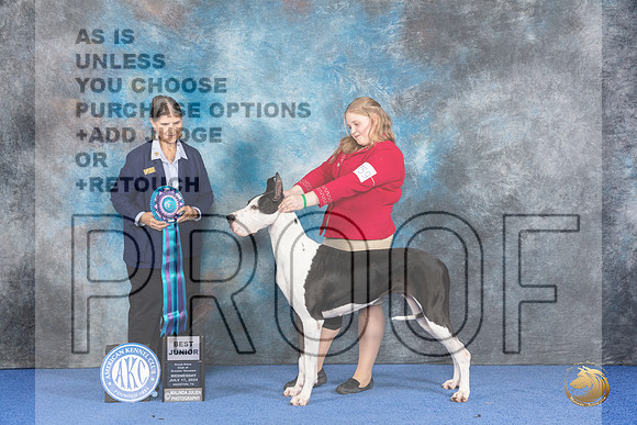 Great Dane #J759 WED BJr Judge Cathy De La Garza__JP_6763_Houston_2024_HR3