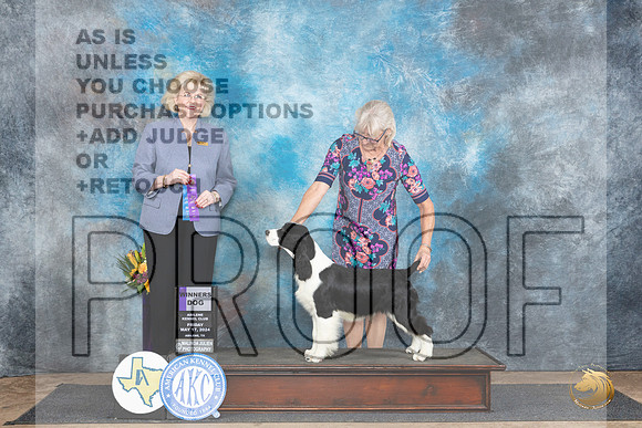 English Springer # FRi WD Judge Vicki Abbott__JP_9318_Abilene_2024_HR3