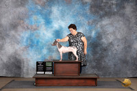 American Hairless Terrier #? Sat BOWBOB Major G3 Judge Brenda Landers