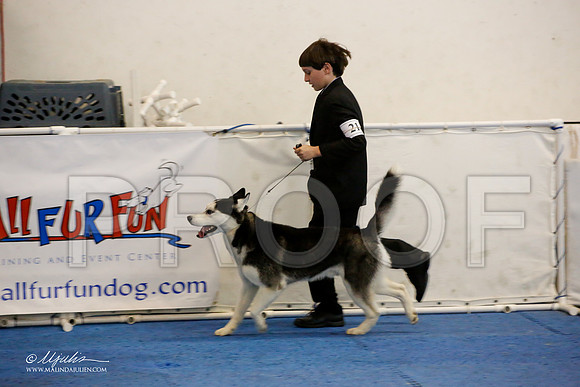 _M3_9650-AddisonHuskyMar2015-HR3