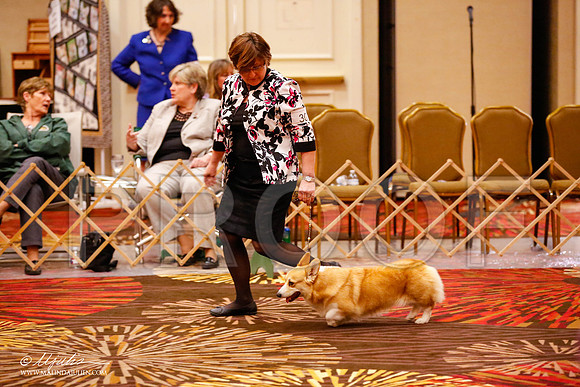 _JJ_0053-HstnCorgiFeb2015-HR3