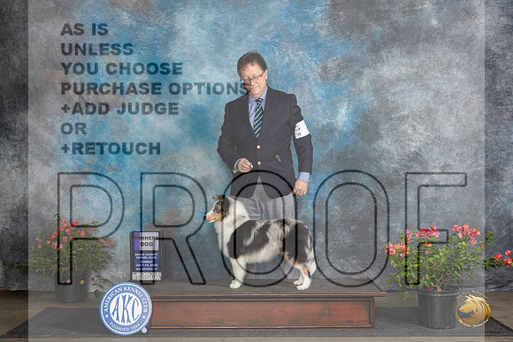 Shetland Sheepdog #7 Sun WD Judge Wendy G Willhauck__JP_6026_San Antonio_2024_HR3