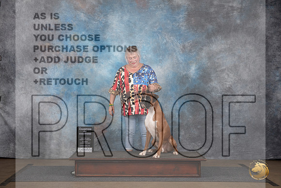 Boxer #471 Sun Champ of champ Judge Chandra Martin__JP_3076_LongviewTX_2024_HR3