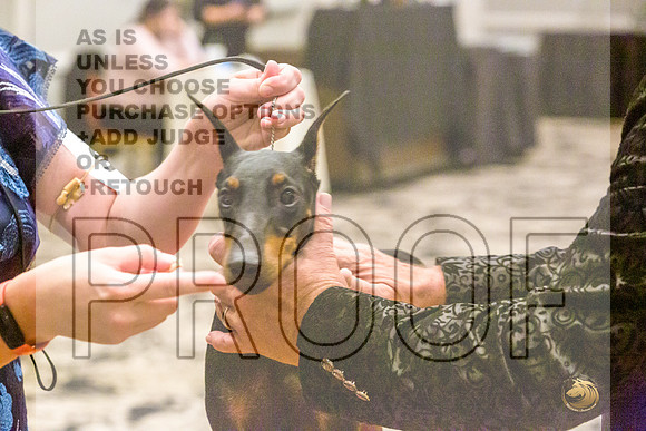 Manchester Terrier MTOY Candids-JJL_2048-Hstn2022_HR3