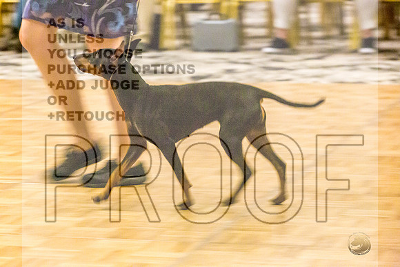 Manchester Terrier MTOY Candids-JJL_2052-Hstn2022_HR3