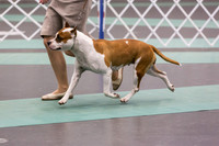 American Pit Bull Terrier Rings Sat