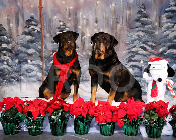 rott-6139-MrshlDec13-HR
