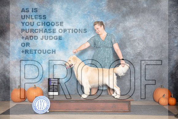 Golden Retriever #15 Sun WD Judge Ann Roth__JP_9298_Humble_2024_HR3