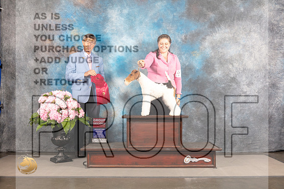 Wirehaired Fox Terrier #5 Thur G2 Judge Richard Powell_MJ_4650_Houston_2022_HR3