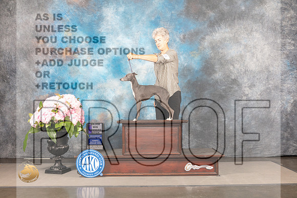Italian Greyhound #24 Sun WB Judge Barbara Alderman_MJ_7650_Houston_2022_HR3